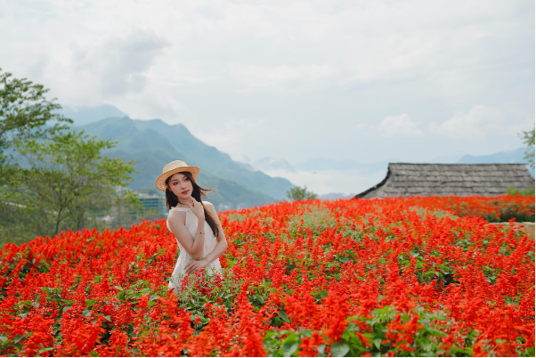 Tháng 8 này, ghé Fansipan ngắm dải lụa đỏ hoa xác pháo rực rỡ giữa biển mây - Ảnh 2. Tháng 8 này, ghé Fansipan ngắm dải lụa đỏ hoa xác pháo rực rỡ giữa biển mây - Ảnh 2.