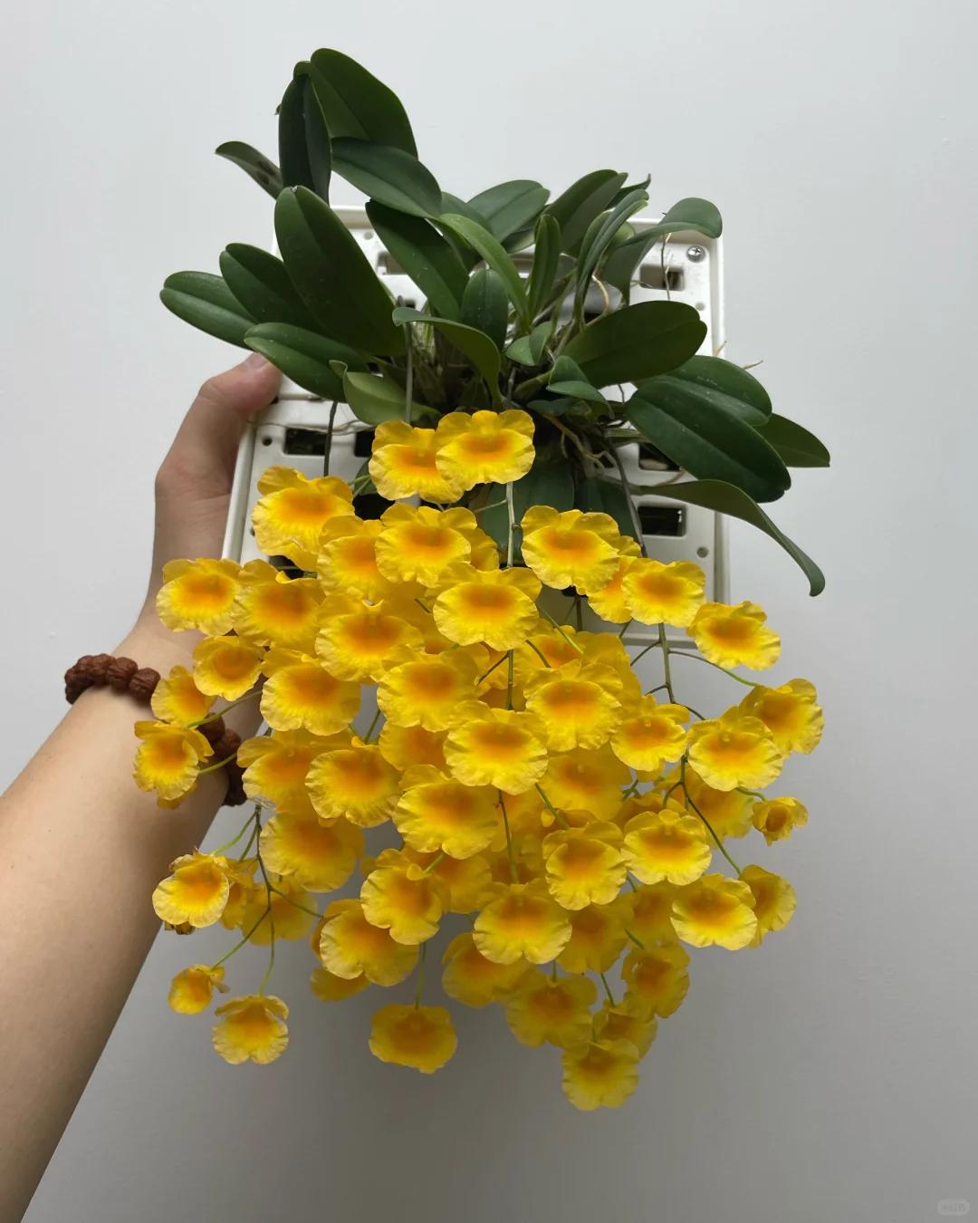 Mẹ t&ocirc;i trồng gi&agrave;n lan suốt 10 năm, đến ng&agrave;y nở rộ ai nh&igrave;n cũng tưởng &ldquo;th&aacute;c hoa&rdquo; - Ảnh 6.