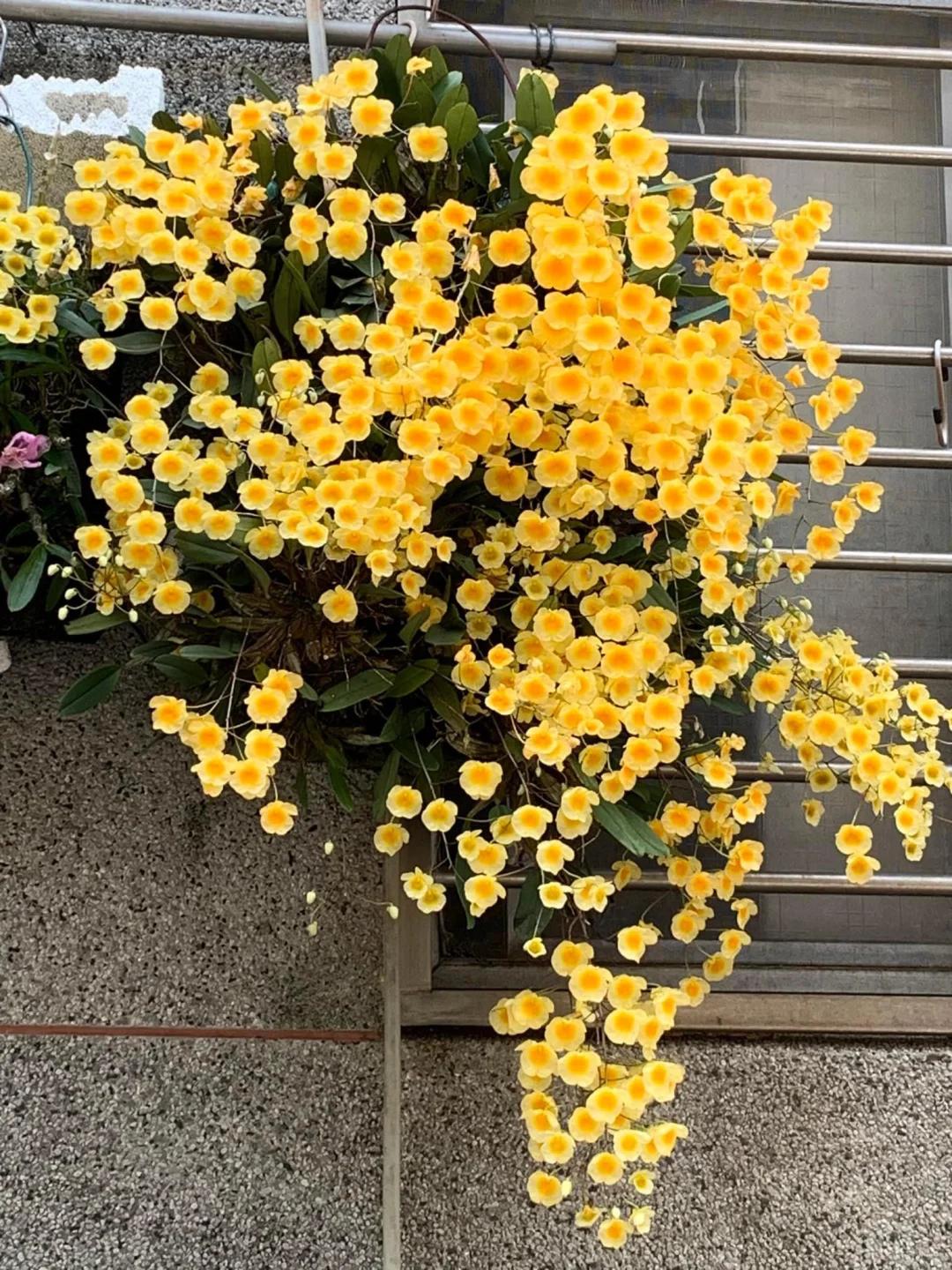 Mẹ t&ocirc;i trồng gi&agrave;n lan suốt 10 năm, đến ng&agrave;y nở rộ ai nh&igrave;n cũng tưởng &ldquo;th&aacute;c hoa&rdquo; - Ảnh 5.
