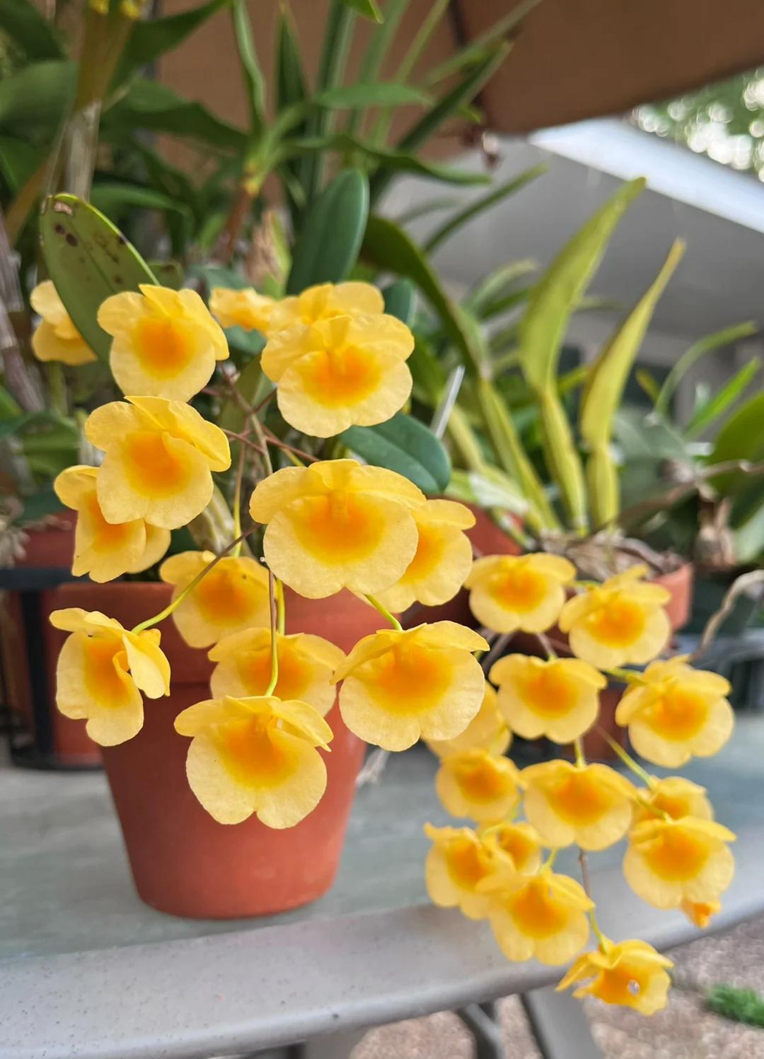 Mẹ t&ocirc;i trồng gi&agrave;n lan suốt 10 năm, đến ng&agrave;y nở rộ ai nh&igrave;n cũng tưởng &ldquo;th&aacute;c hoa&rdquo; - Ảnh 8.
