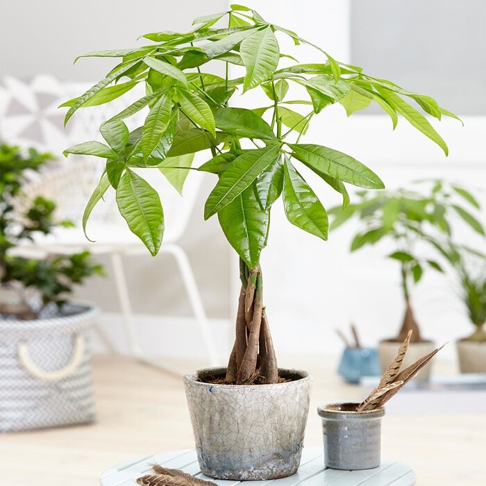 V&igrave; sao nhiều người khuy&ecirc;n kh&ocirc;ng n&ecirc;n trồng c&acirc;y kim ng&acirc;n trong nh&agrave;? 3 l&yacute; do nghe xong kh&ocirc;ng &iacute;t người phải bất ngờ - Ảnh 1.