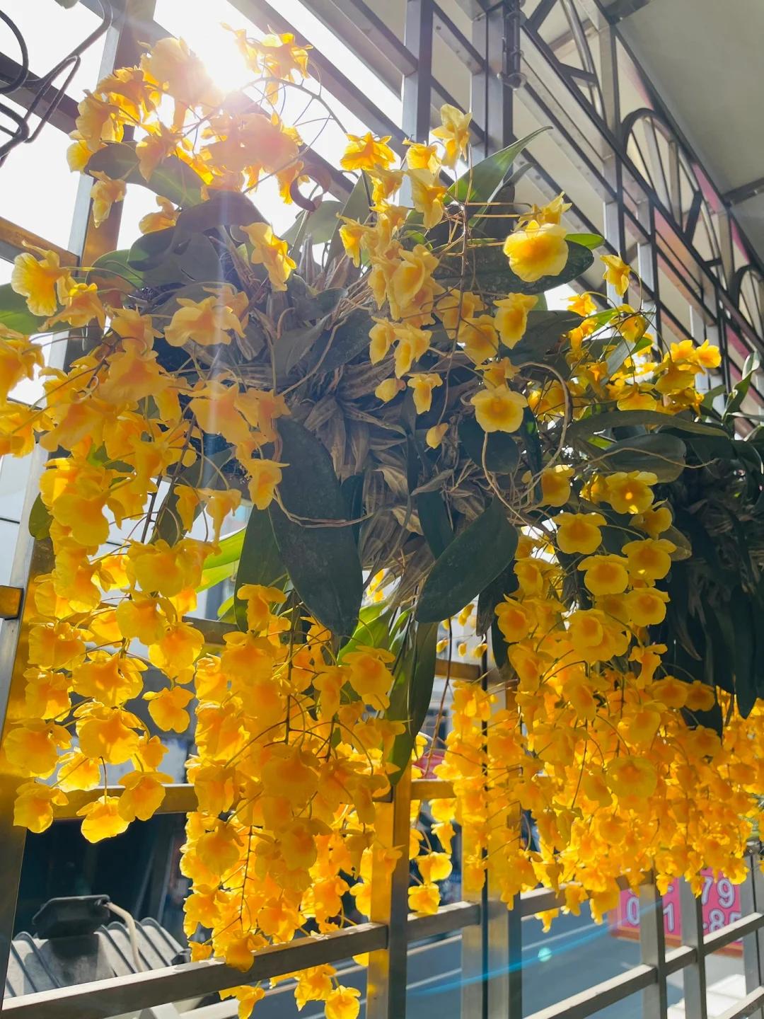 Mẹ t&ocirc;i trồng gi&agrave;n lan suốt 10 năm, đến ng&agrave;y nở rộ ai nh&igrave;n cũng tưởng &ldquo;th&aacute;c hoa&rdquo; - Ảnh 4.