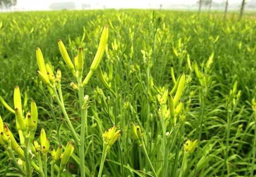 Khi m&ugrave;a thu bắt đầu, n&ecirc;n phơi kh&ocirc; 4 loại rau n&agrave;y, bảo quản trong tủ lạnh v&agrave; d&ugrave;ng để nấu ăn đến tận năm sau - Ảnh 5.