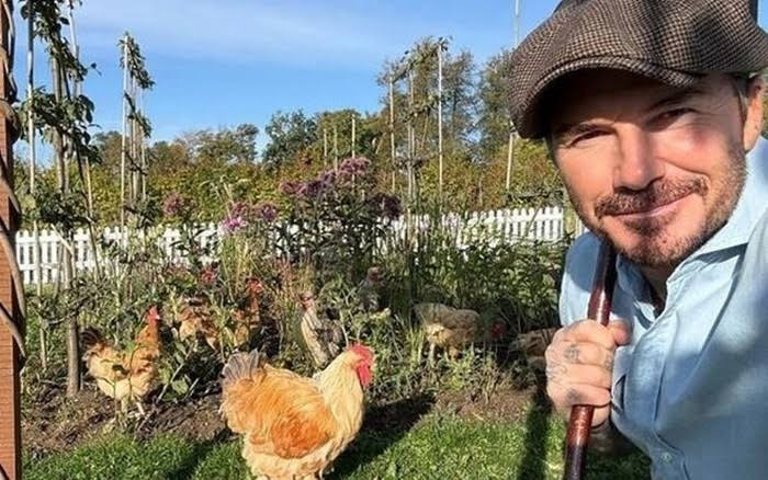 David Beckham v&agrave; trang trại nu&ocirc;i g&agrave; 100 . 000 M2 Tại Cotswolds năm 2026 - Ảnh 9.