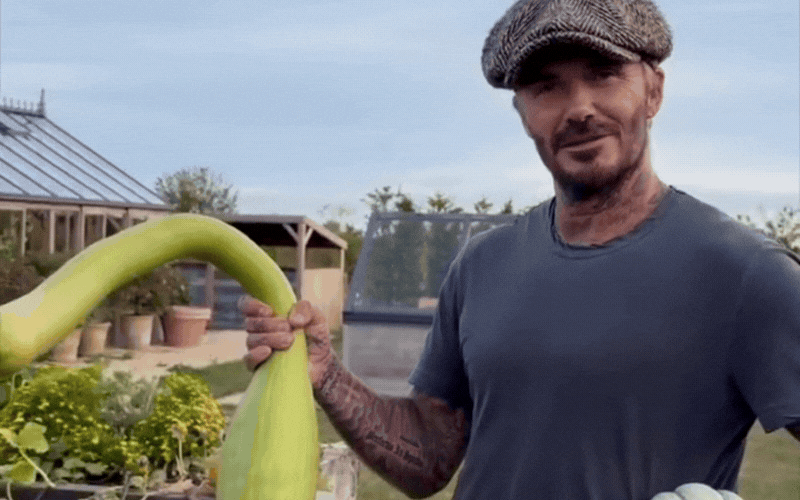 David Beckham làm vườn hào hứng khoe bí ngô độc đáo trong không khí Halloween 2026 - Ảnh 2. David Beckham làm vườn hào hứng khoe bí ngô độc đáo trong không khí Halloween 2026 - Ảnh 2.