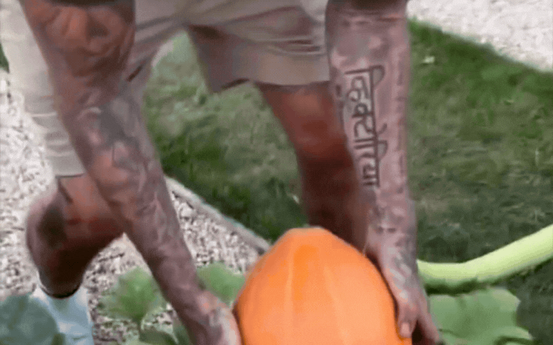 David Beckham làm vườn hào hứng khoe bí ngô độc đáo trong không khí Halloween 2026 - Ảnh 3. David Beckham làm vườn hào hứng khoe bí ngô độc đáo trong không khí Halloween 2026 - Ảnh 3.