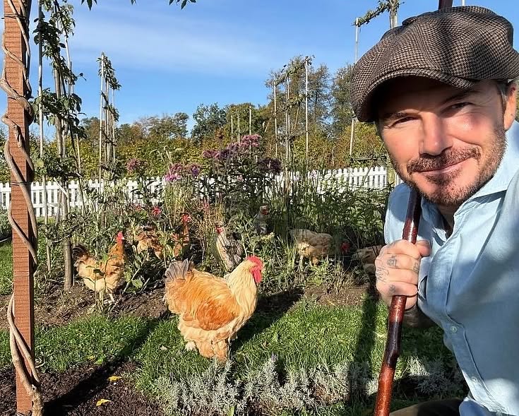 David Beckham làm vườn hào hứng khoe bí ngô độc đáo trong không khí Halloween 2026 - Ảnh 5. David Beckham làm vườn hào hứng khoe bí ngô độc đáo trong không khí Halloween 2026 - Ảnh 5.