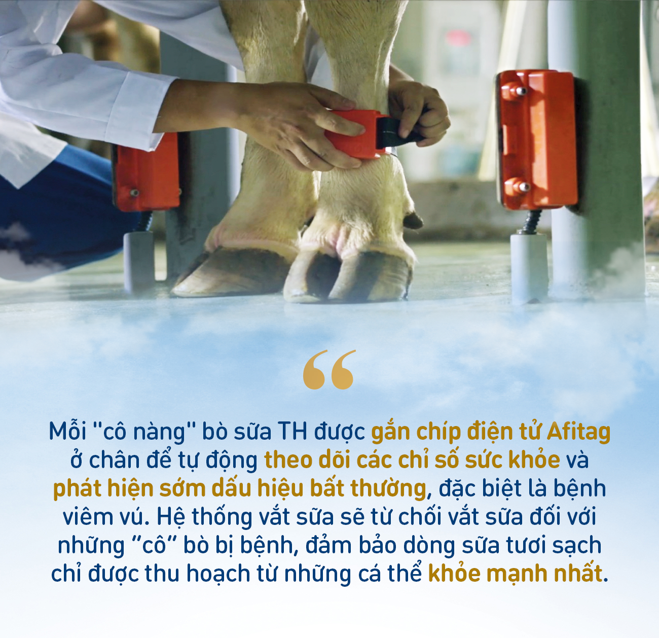 Điều gì làm nên chất lượng vượt trội của sữa tươi sạch TH true MILK? - Ảnh 5. Điều gì làm nên chất lượng vượt trội của sữa tươi sạch TH true MILK? - Ảnh 5.