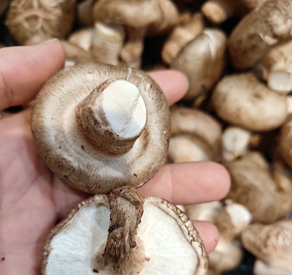 Chọn mua nấm hương, người th&ocirc;ng minh sẽ ch&uacute; trọng đến 4 điều n&agrave;y khiến người b&aacute;n cũng phải khen ngợi - Ảnh 2.