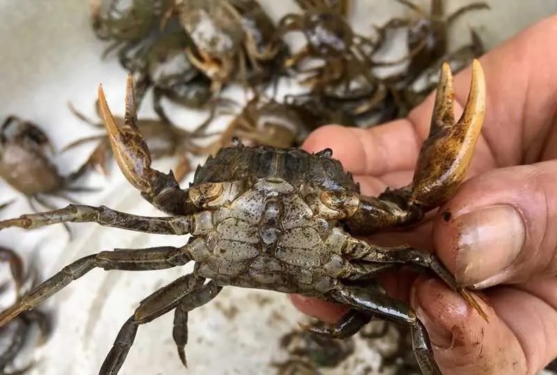 Thích ăn cua? đừng bỏ qua những bộ phận cần lọai bỏ để đảm bảo an toàn - Ảnh 1. Thích ăn cua? đừng bỏ qua những bộ phận cần lọai bỏ để đảm bảo an toàn - Ảnh 1.