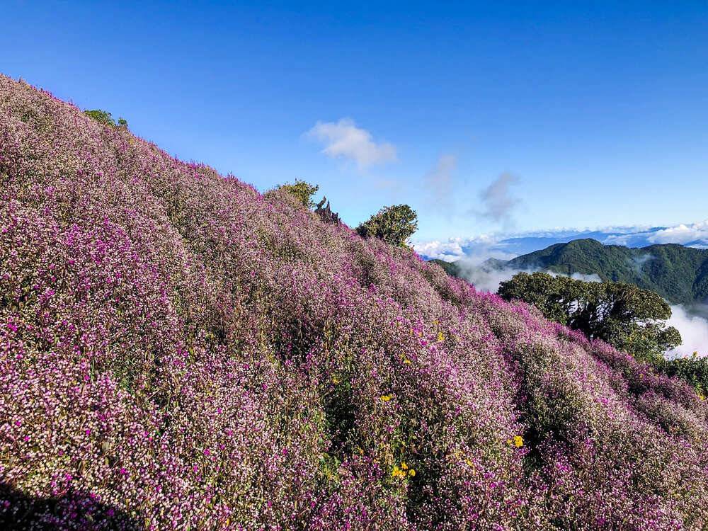T&agrave; Ch&igrave; Nh&ugrave; m&ugrave;a hoa Chi P&acirc;u: Trải nghiệm trekking th&uacute; vị giữa d&ograve;ng người đ&ocirc;ng đ&uacute;c - Ảnh 7.