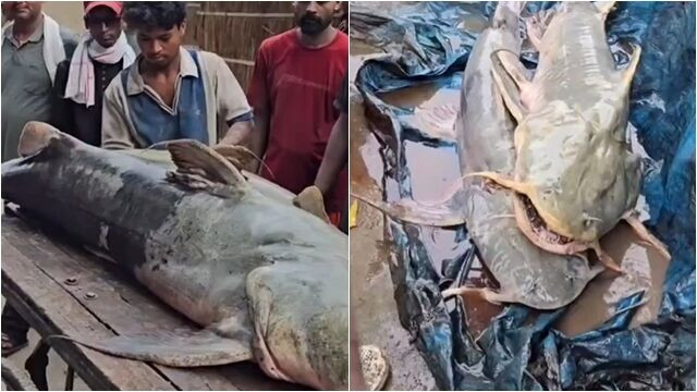 Phát hiện cá lạ Nepal sau lũ quét ở Bihar cảnh báo sức khỏe người dân - Ảnh 1. Phát hiện cá lạ Nepal sau lũ quét ở Bihar cảnh báo sức khỏe người dân - Ảnh 1.