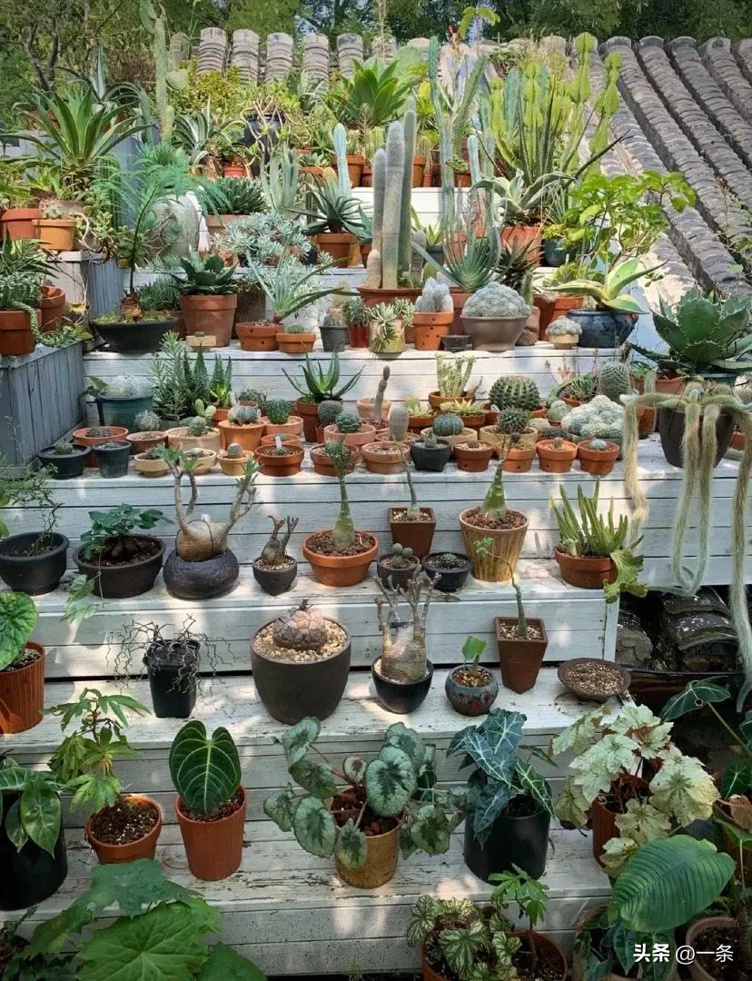 Gần 40 tuổi, người phụ nữ bỏ việc để thu&ecirc; hơn 10.000m&sup2; đất hoang: 4 năm sau, nơi n&agrave;y th&agrave;nh khu vườn khiến nhiều người ao ước - Ảnh 6.