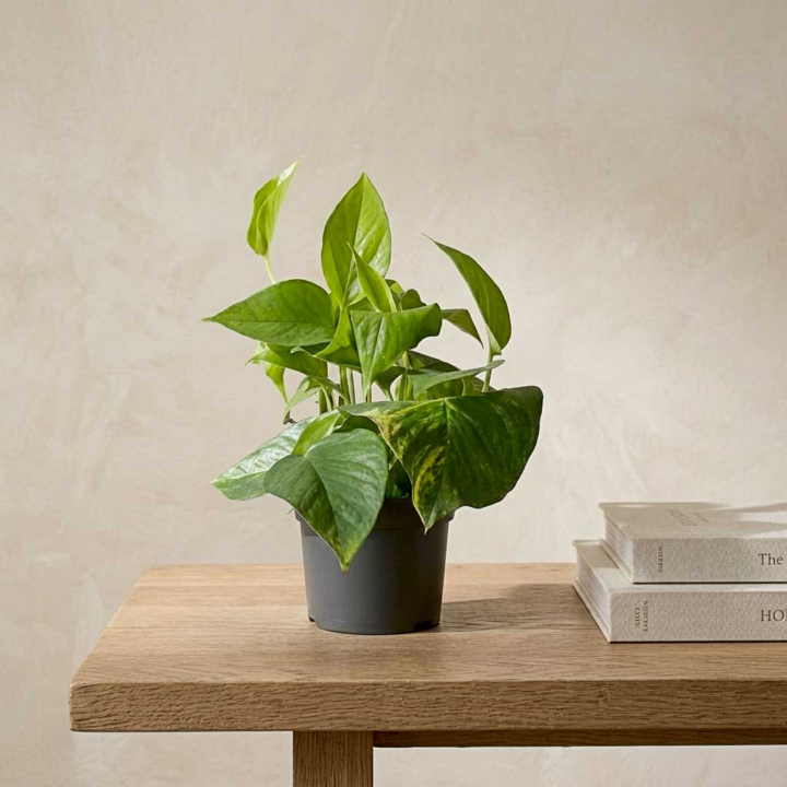 5 Lọai c&acirc;y văn ph&ograve;ng gi&uacute;p mắt đỡ mỏi khi l&agrave;m việc với m&aacute;y t&iacute;nh - Ảnh 2.