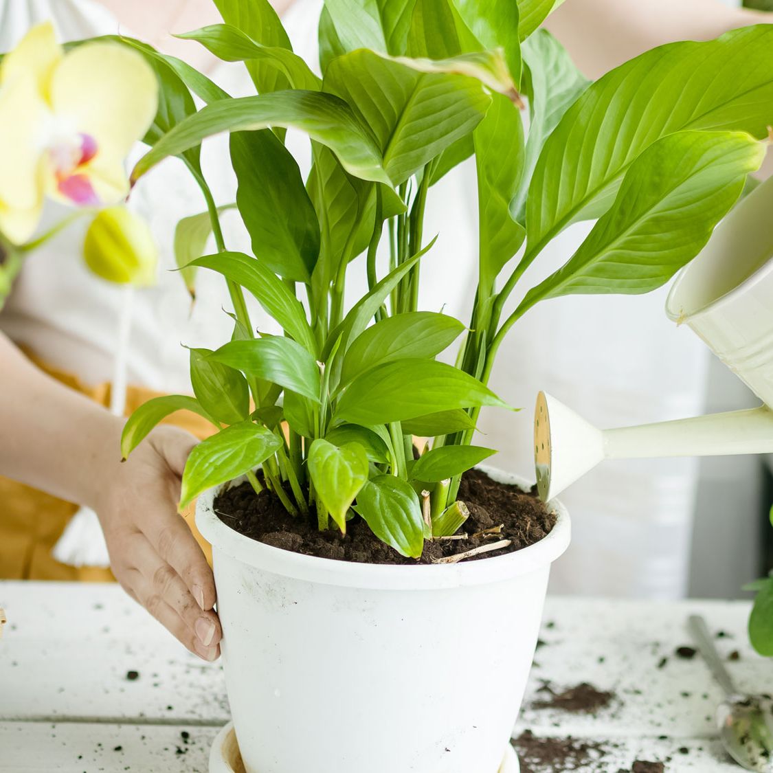 Mẹo giúp cây lan ý nở hoa liên tục chỉ với 10 phút mỗi tuần - Ảnh 1. Mẹo giúp cây lan ý nở hoa liên tục chỉ với 10 phút mỗi tuần - Ảnh 1.
