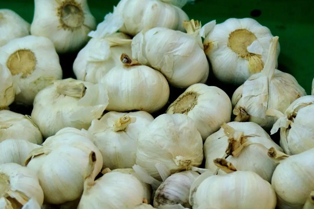 Mẹo bảo quản tỏi tươi lâu đến 6 tháng không bị mốc, héo hay nảy mầm - Ảnh 3. Mẹo bảo quản tỏi tươi lâu đến 6 tháng không bị mốc, héo hay nảy mầm - Ảnh 3.