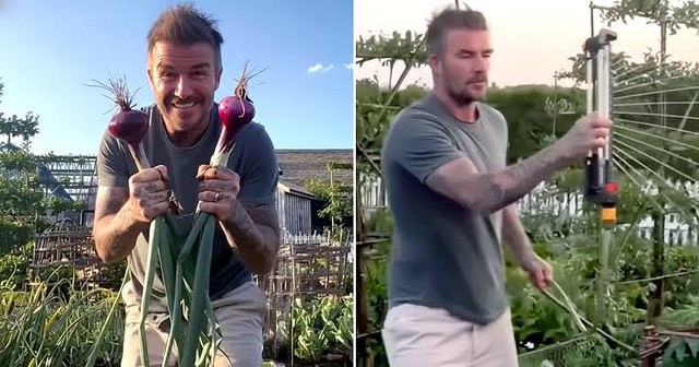 Khu vườn trồng rau nu&ocirc;i g&agrave; 350 tỷ của Beckham  - Ảnh 2.