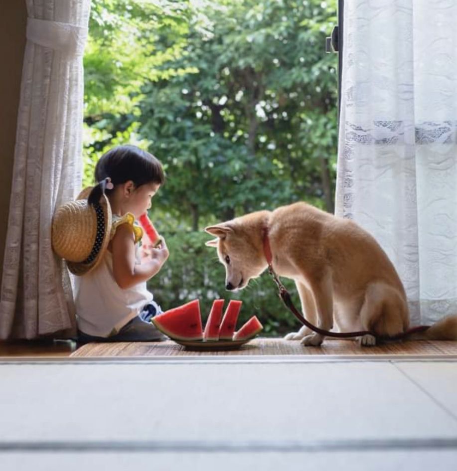 Điều g&igrave; sẽ xảy ra khi một gia đ&igrave;nh c&oacute; con nhỏ bắt đầu nu&ocirc;i th&uacute; cưng?  - Ảnh 4.