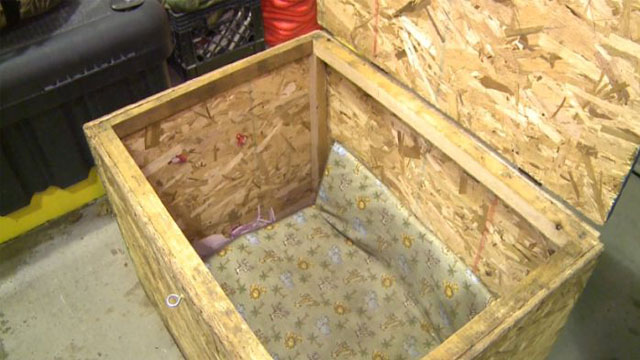 Mỹ: Bé gái 3 tuổi bị cha mẹ nhốt trong chiếc thùng gỗ chứa đầy côn trùng - Ảnh 2.