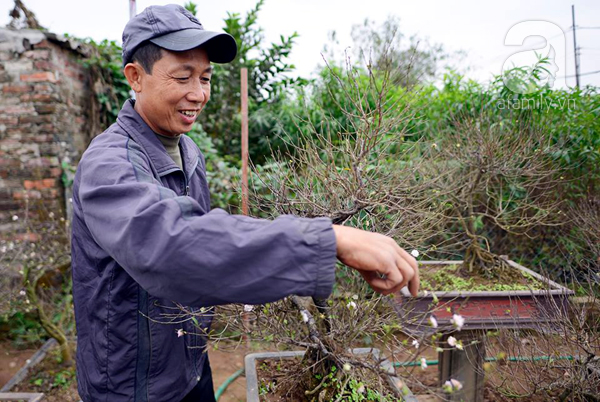 30 triệu đồng 1 chậu mai trắng, người Hà Nội vẫn lùng mua để chơi Tết - Ảnh 14.