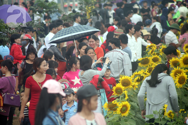 Chùm ảnh người đông nghẹt, tranh nhau từng mét đất, lối đi để chụp ảnh ở lễ hội hoa hướng dương - Ảnh 2.