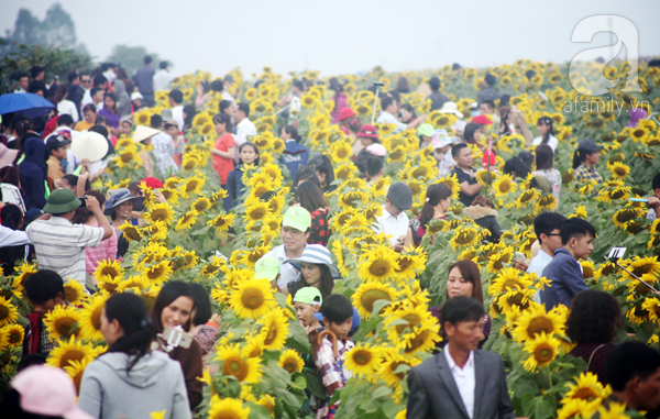 Chùm ảnh người đông nghẹt, tranh nhau từng mét đất, lối đi để chụp ảnh ở lễ hội hoa hướng dương - Ảnh 3.