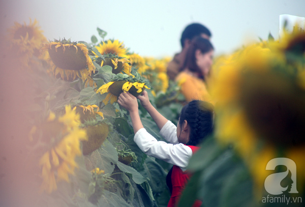 Ngắt hoa, bẻ cành tại cánh đồng hoa hướng dương lớn nhất Nghệ An - Ảnh 15.