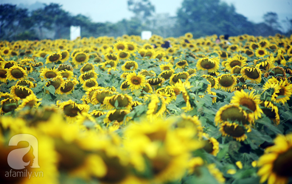 Ngắt hoa, bẻ cành tại cánh đồng hoa hướng dương lớn nhất Nghệ An - Ảnh 1.