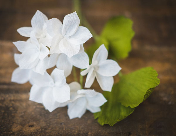 Hoa giấy là một trong những loại hoa rất dễ trồng và chăm sóc. Đây là loại hoa mang đến tinh thần vui tươi và thư giãn cho mọi người. Hãy xem hình ảnh về hoa giấy để tận hưởng sự đẹp và tươi mới của chúng.