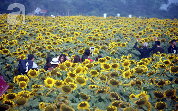 Nhiều gia đình đi từ giữa đêm để ngắm cánh đồng hoa hướng dương ở Nghệ An - Ảnh 11.