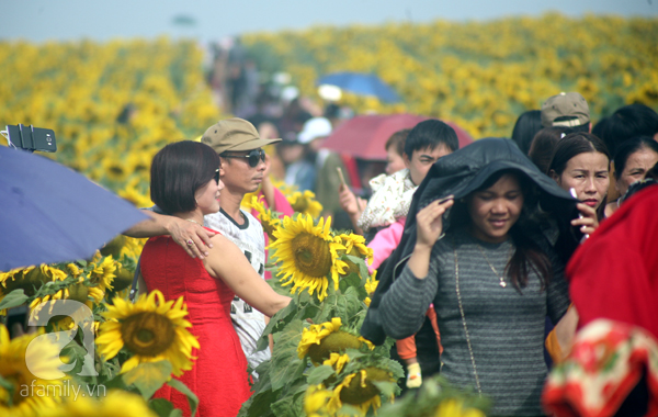 Nhiều gia đình đi từ giữa đêm để ngắm cánh đồng hoa hướng dương ở Nghệ An - Ảnh 6.