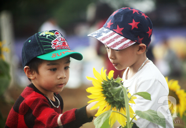 Nhiều gia đình đi từ giữa đêm để ngắm cánh đồng hoa hướng dương ở Nghệ An - Ảnh 15.