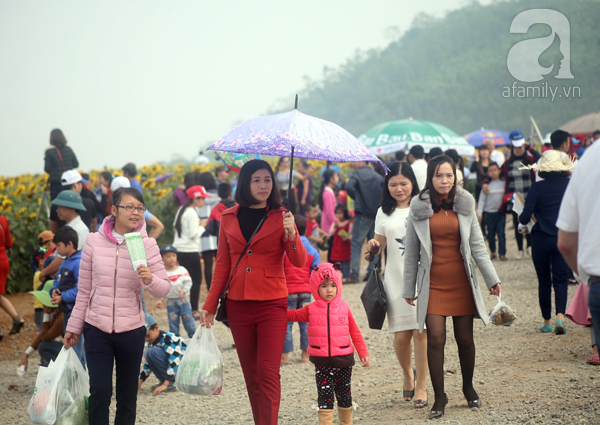 Nhiều gia đình đi từ giữa đêm để ngắm cánh đồng hoa hướng dương ở Nghệ An - Ảnh 4.