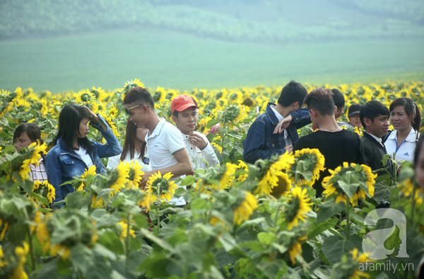 Nhiều gia đình đi từ giữa đêm để ngắm cánh đồng hoa hướng dương ở Nghệ An - Ảnh 8.