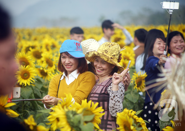 Nhiều gia đình đi từ giữa đêm để ngắm cánh đồng hoa hướng dương ở Nghệ An - Ảnh 7.