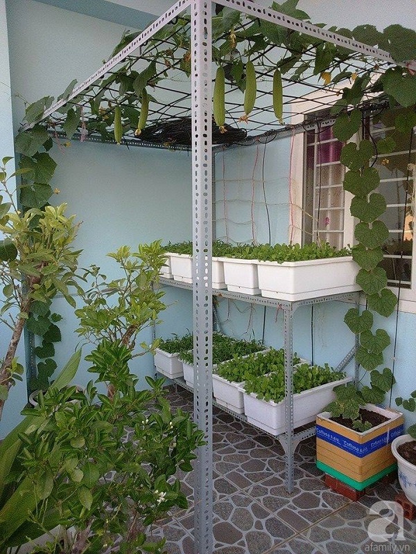 Mô hình tự trồng rau trên sân thượng điển hình