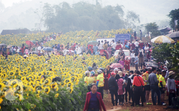 Hàng trăm người xé rào thép gai đột nhập vào cánh đồng hoa hướng dương - Ảnh 17.