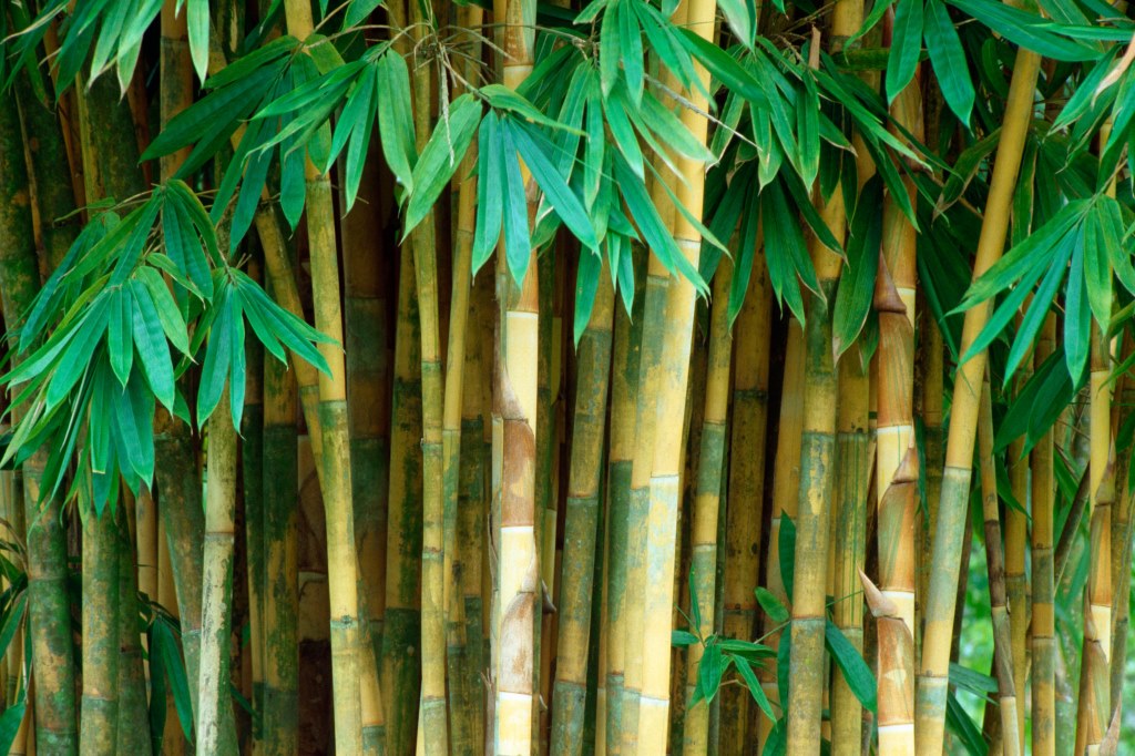 Những kỷ lục không thể tưởng tượng nổi của các loài thực vật - Ảnh 1. Những kỷ lục không thể tưởng tượng nổi của các loài thực vật - Ảnh 1.