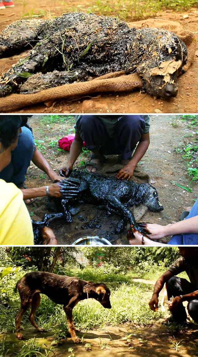 Chùm ảnh về tình người và động vật sẽ sưởi ấm những trái tim lạnh giá trong ngày cuối năm - Ảnh 12.