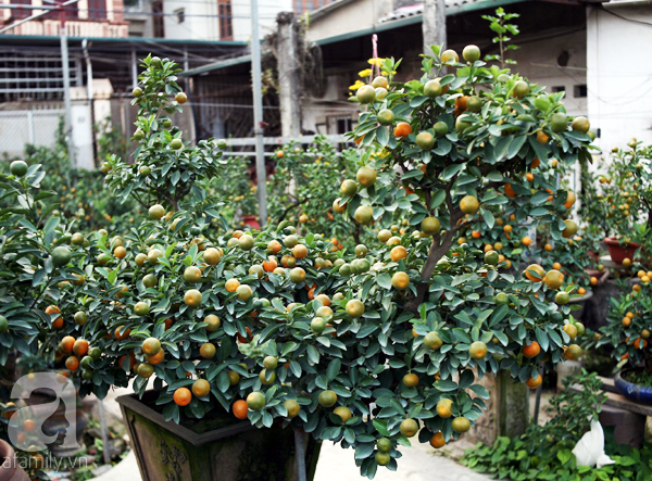 Quất bonsai bé tí giá hàng chục triệu, người Hà Nội vẫn tranh thủ đặt cọc trước để chơi Tết Đinh Dậu - Ảnh 7.