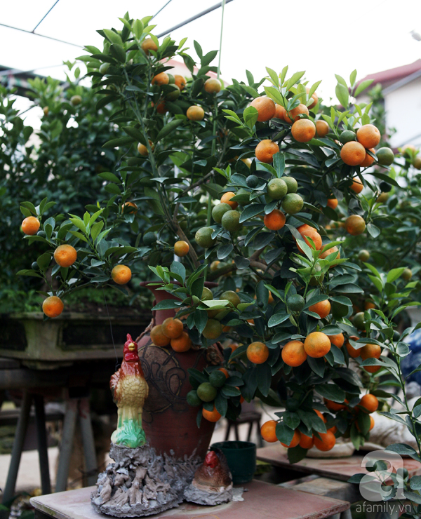 Quất bonsai bé tí giá hàng chục triệu, người Hà Nội vẫn tranh thủ đặt cọc trước để chơi Tết Đinh Dậu - Ảnh 8.