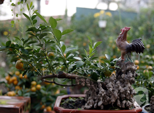 Quất bonsai bé tí giá hàng chục triệu, người Hà Nội vẫn tranh thủ đặt cọc trước để chơi Tết Đinh Dậu - Ảnh 9.