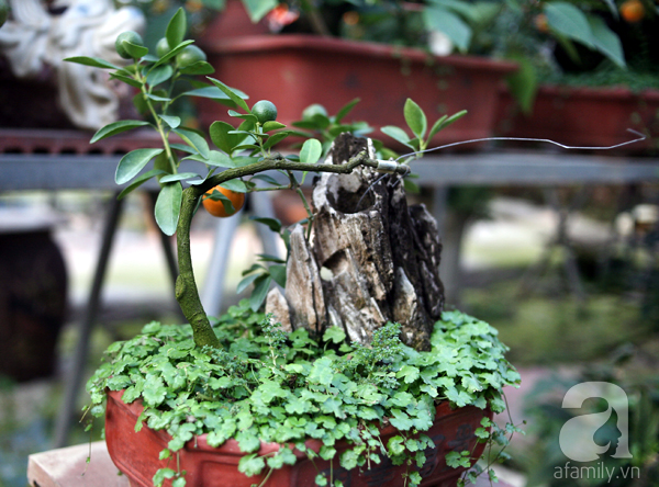 Quất bonsai bé tí giá hàng chục triệu, người Hà Nội vẫn tranh thủ đặt cọc trước để chơi Tết Đinh Dậu - Ảnh 10.