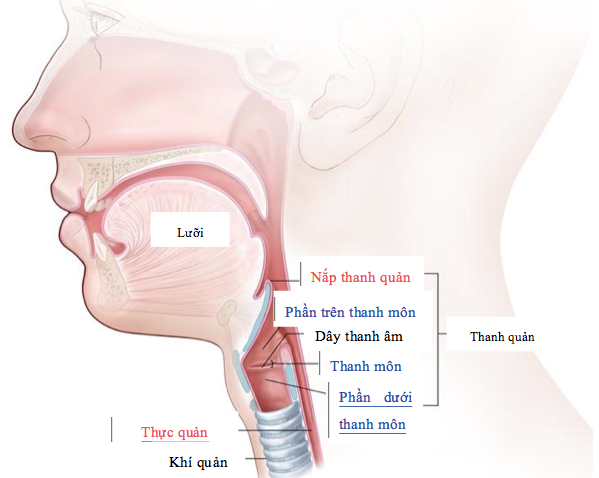 Xơ dây thanh quản - căn bệnh có thể Thanh Vân Hugo và ca sĩ Thu Phượng bị câm nguy hiểm thế nào? - Ảnh 3.