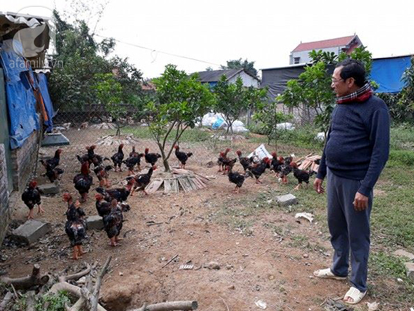 Xác định nguyên nhân gà Đông Tảo tiền triệu bỗng dưng chết hàng loạt tại Hưng Yên - Ảnh 2.