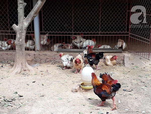 Xác định nguyên nhân gà Đông Tảo tiền triệu bỗng dưng chết hàng loạt tại Hưng Yên - Ảnh 1. Xác định nguyên nhân gà Đông Tảo tiền triệu bỗng dưng chết hàng loạt tại Hưng Yên - Ảnh 1.
