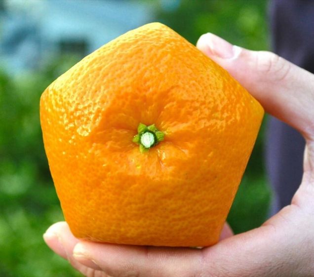 Quên dưa hấu vuông đi, Nhật Bản còn có loại cam ngũ giác thế này đây - Ảnh 2.