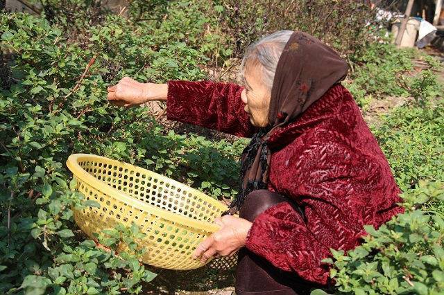 Hà Nội: Cả đời tích cóp được hơn 200 triệu đồng, cụ bà 88 tuổi mang đi đóng hụi, khi đòi nợ, chủ hụi chỉ móc trả 239.000 đồng - Ảnh 3.