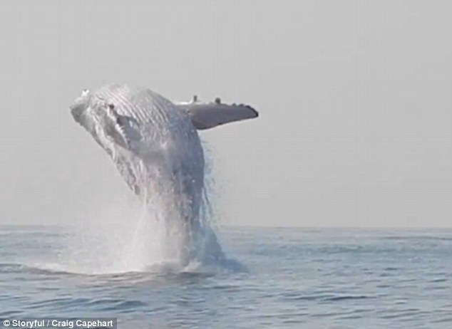 Cảnh tượng chưa từng thấy: Con cá voi lưng gù nặng 40 tấn phi thân khỏi mặt nước - Ảnh 4.