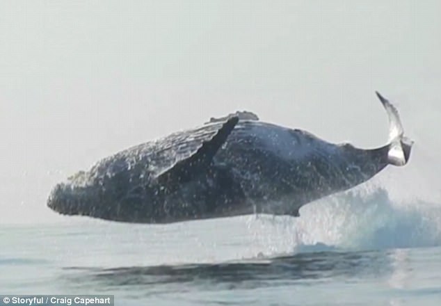 Cảnh tượng chưa từng thấy: Con cá voi lưng gù nặng 40 tấn phi thân khỏi mặt nước - Ảnh 2.